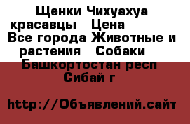 Щенки Чихуахуа красавцы › Цена ­ 9 000 - Все города Животные и растения » Собаки   . Башкортостан респ.,Сибай г.